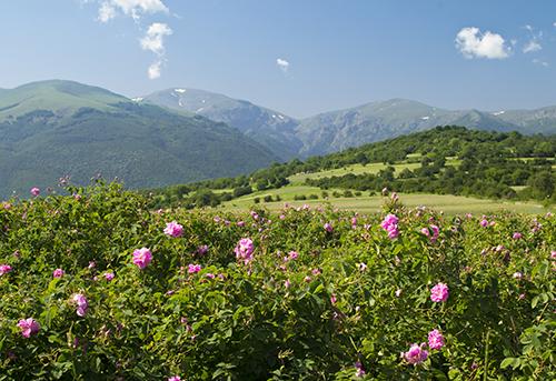 Rožių slėnis