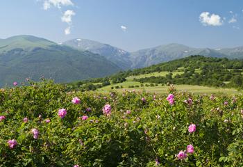 Rožės - Bulgarijos pasididžiavimas ir vizitinė kortelė